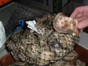 Oyster-shells