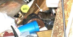 Rat-in-waste